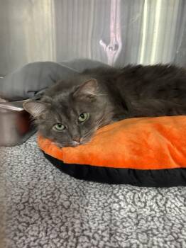 Xander -  Domestic Short Hair Cat for Adoption in Pine Grove, Pennsylvania - Xander | PetCurious