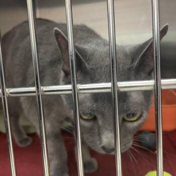 Domestic Short Hair Cats Available for Adoption in Port Charlotte, Florida - Peanut | PetCurious