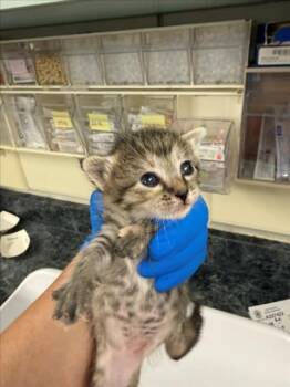 *TAFFY (GREEN) -  Domestic Short Hair Cat for Adoption in Woodland, California - *TAFFY (GREEN) | PetCurious