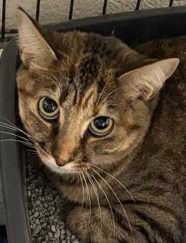 Domestic Short Hair Cats Available for Adoption in Elizabethton, Tennessee - RORY | PetCurious