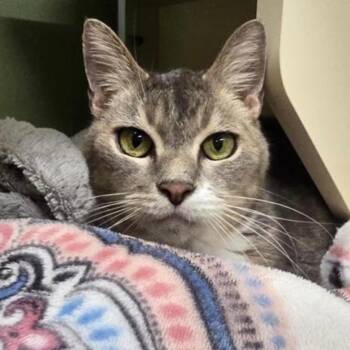 Clovis -  Domestic Short Hair Cat for Adoption in Prince Frederick, Maryland - Clovis | PetCurious