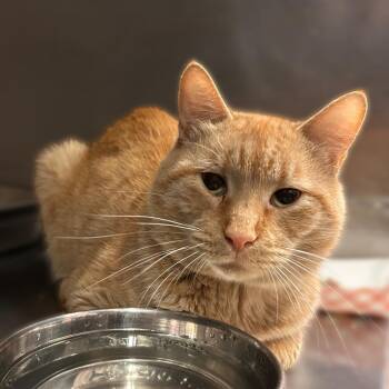 Vermilion -  Domestic Short Hair Cat for Adoption in Davenport, Iowa - Vermilion | PetCurious