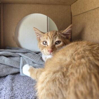 877 CASH NOW -  Domestic Short Hair Cat for Adoption in Baltimore, Maryland - 877 CASH NOW | PetCurious