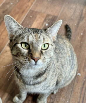 Rescue Domestic Short Hair Cats for Adoption in Wilmington, North Carolina - Sunny Sue | PetCurious