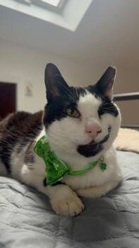 Domestic Short Hair Cats Available for Adoption - Westly | PetCurious