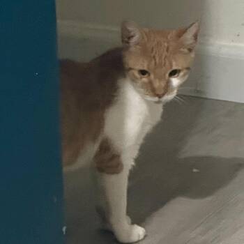 Cayenne -  Domestic Short Hair Cat for Adoption - Cayenne | PetCurious