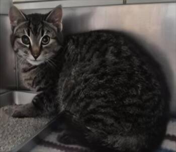 Domestic Short Hair Cats Available for Adoption in Simcoe, Ontario - Giddy | PetCurious