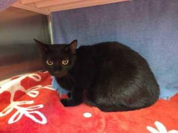Annie Reed -  Domestic Short Hair Cat for Adoption in Kansas City, Missouri - Annie Reed | PetCurious