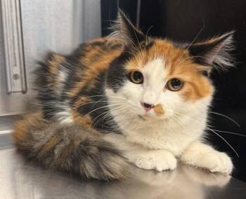 Domestic Long Hair Cats Available for Adoption in Minneapolis, Minnesota - LULU | PetCurious