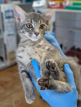 Gerbert -  Domestic Short Hair Cat for Adoption in Bolivar, Missouri - Gerbert | PetCurious