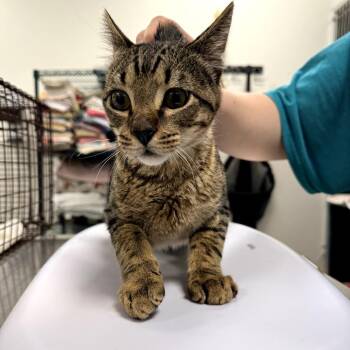 Domestic Short Hair Cats Available for Adoption in Las Cruces, New Mexico - Reptar | PetCurious