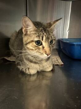 Rescue Domestic Short Hair Cats for Adoption in Hot Springs, Arkansas - Trixy | PetCurious