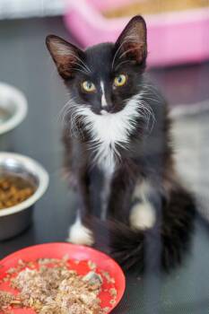 Watson -  Domestic Medium Hair and Tuxedo Cat for Adoption in Lampasas, Texas - Watson | PetCurious