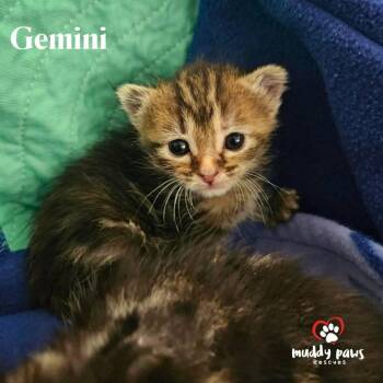 Domestic Medium Hair Cats Available for Adoption in Council Bluffs, Iowa - AI Litter:  Gemini | PetCurious