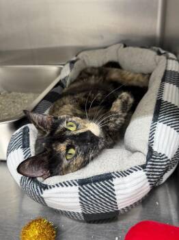 Domestic Short Hair Cats Available for Adoption in Glenfield, New York - Tootsie | PetCurious