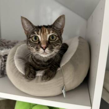 Dorothy -  Domestic Short Hair Cat Available for Adoption - Dorothy | PetCurious