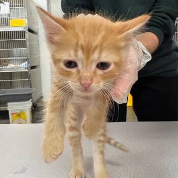 Cheddar -  Domestic Short Hair Cat for Adoption in Manhattan, Kansas - Cheddar | PetCurious