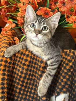 4/30/26 Vista -  Domestic Short Hair Cat for Adoption in Stillwater, Oklahoma - 4/30/26 Vista | PetCurious