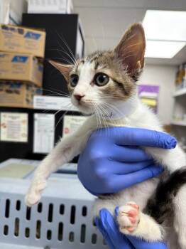 Sawyer -  Domestic Short Hair Cat for Adoption in Pomona, New York - Sawyer | PetCurious