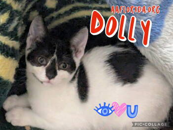 Rescue Tuxedo and Domestic Short Hair Cats for Adoption in Pensacola, Florida - Dolly | PetCurious