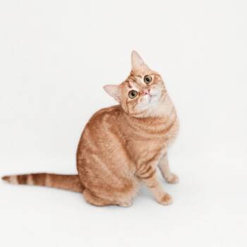 Ellie -  Domestic Short Hair Cat for Adoption in Brandon, Florida - Ellie | PetCurious