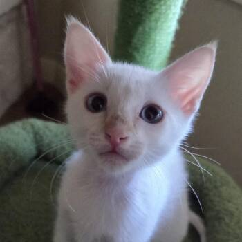 Huntington -  Domestic Short Hair Cat for Adoption in Bulverde, Texas - Huntington | PetCurious