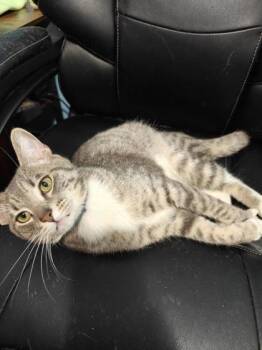 Domestic Short Hair Cats Available for Adoption in Memphis, Tennessee - Poe | PetCurious