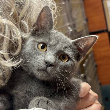 Slate -  Domestic Short Hair Cat for Adoption in Sonora, California - Slate | PetCurious