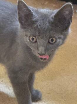Magnus -  American Shorthair Cat for Adoption in Hagaman, New York - Magnus | PetCurious