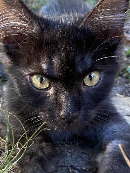 Saxon -  Domestic Medium Hair Cat for Adoption in Drasco, Arkansas - Saxon | PetCurious
