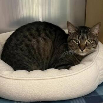 Domestic Short Hair Cats Available for Adoption in Warr Acres, Oklahoma - Elm | PetCurious