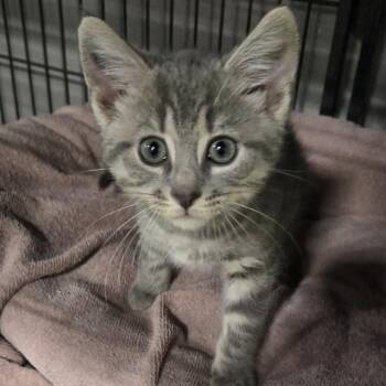 Diet Coke -  Domestic Short Hair Cat for Adoption in Woodbury, New Jersey - Diet Coke | PetCurious