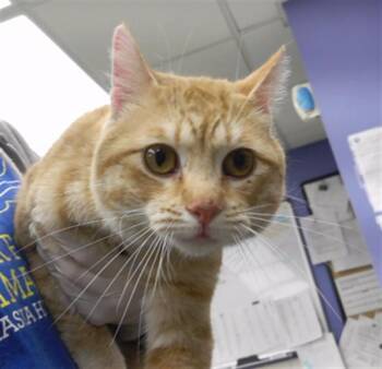 Domestic Short Hair Cats Available for Adoption in Omaha, Nebraska - SCOOTER | PetCurious