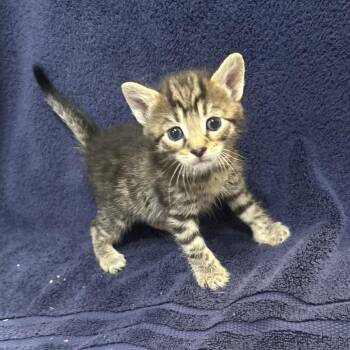 Toast -  Domestic Short Hair Cat for Adoption in Oyster Bay, New York - Toast | PetCurious