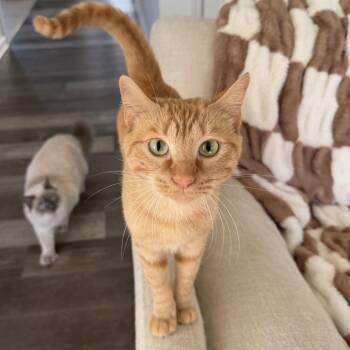 Cara Cara -  Domestic Short Hair Cat for Adoption in Chattanooga, Tennessee - Cara Cara | PetCurious