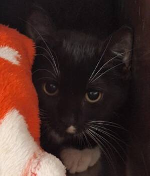 Desk -  Domestic Short Hair Cat for Adoption in Grand Forks, North Dakota - Desk | PetCurious