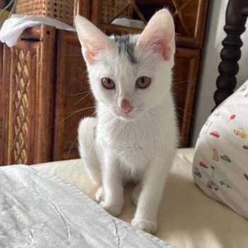 Pikachu Smith -  Domestic Short Hair Cat for Adoption in Eagle Mountain, Utah - Pikachu Smith | PetCurious