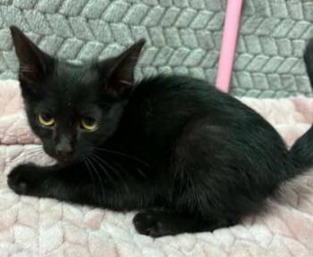 Plum -  Domestic Short Hair Cat for Adoption in Lampasas, Texas - Plum | PetCurious