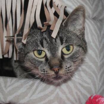 Domestic Short Hair Cats Available for Adoption - Lilian | PetCurious