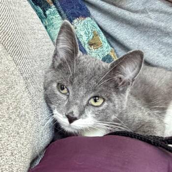 JESSA -  Domestic Short Hair Cat for Adoption in Battle Creek, Michigan - JESSA | PetCurious