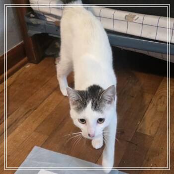 Domestic Short Hair Cats Available for Adoption in Monroe, Michigan - Ivy | PetCurious