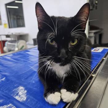 Tony -  Domestic Short Hair Cat for Adoption in Marina Del Rey, California - Tony | PetCurious