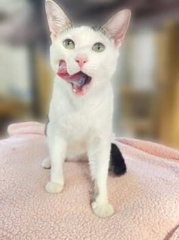 Cats for Adoption - Orchid (bonded With Aster) | PetCurious