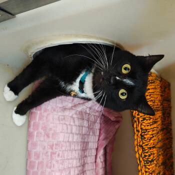Rescue Domestic Short Hair Cats for Adoption in Madison, Wisconsin - Zach | PetCurious