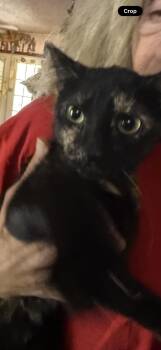 Moxie -  Tortoiseshell Cat for Adoption in Las Vegas, Nevada - Moxie | PetCurious
