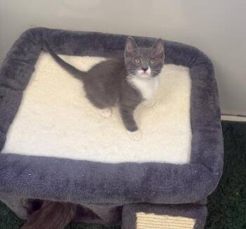 Leaf -  Domestic Short Hair Cat for Adoption in Breinigsville, Pennsylvania - Leaf | PetCurious
