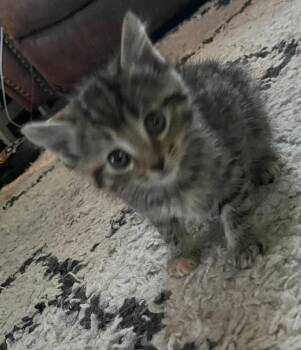 Jesse -  Domestic Medium Hair Cat Available for Adoption in West Palm Beach, Florida - Jesse | PetCurious