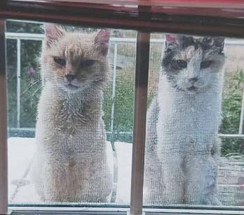 Rescue Domestic Long Hair Cats for Adoption in Acushnet, Massachusetts - Maxie & Phee Bee | PetCurious