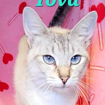 Tova -  Siamese Cat for Adoption in Macon, Georgia - Tova | PetCurious