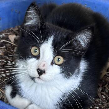 Spitz -  Domestic Short Hair Cat for Adoption in Santa Fe, New Mexico - Spitz | PetCurious